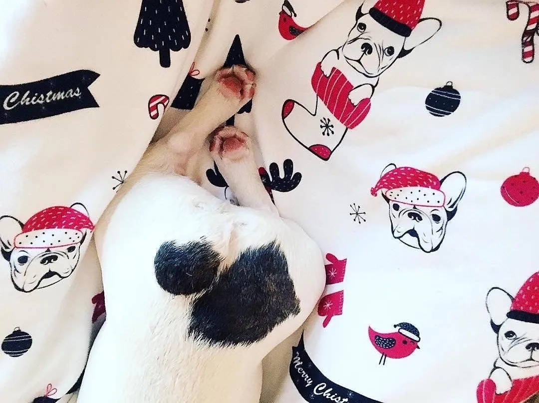 Christmas Frenchie Blanket | Frenchiestore