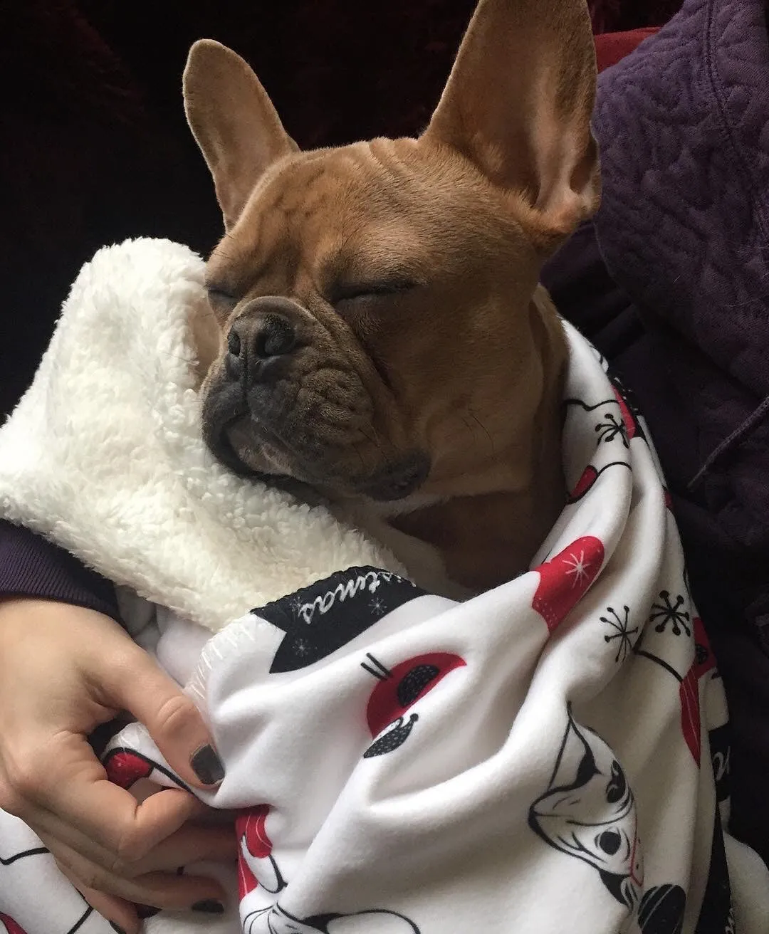 Christmas Frenchie Blanket | Frenchiestore