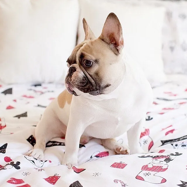 Christmas Frenchie Blanket | Frenchiestore