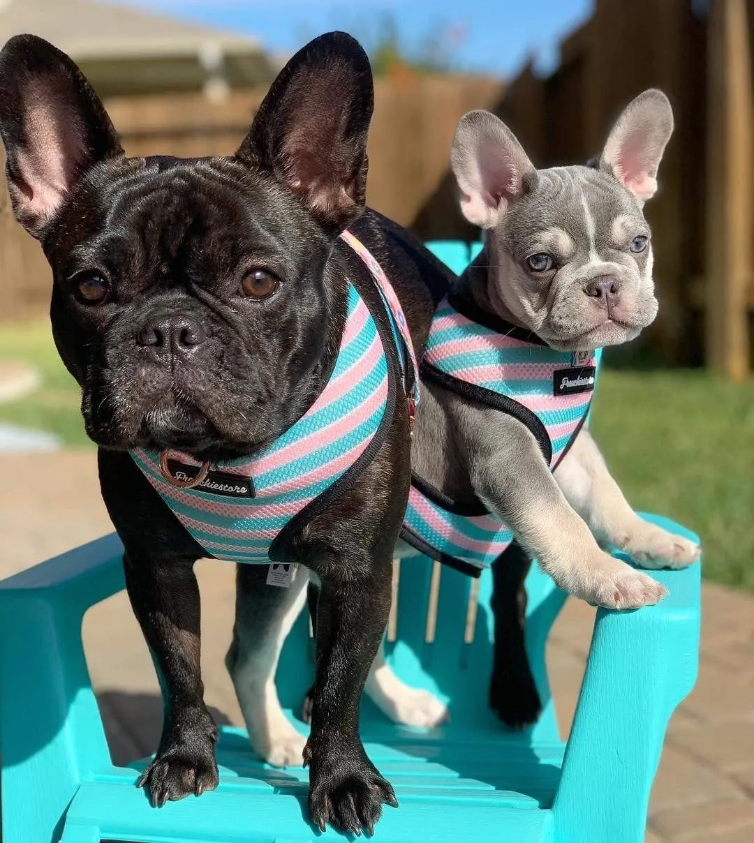 Frenchiestore Reversible Dog Health Harness | Pink StarPup