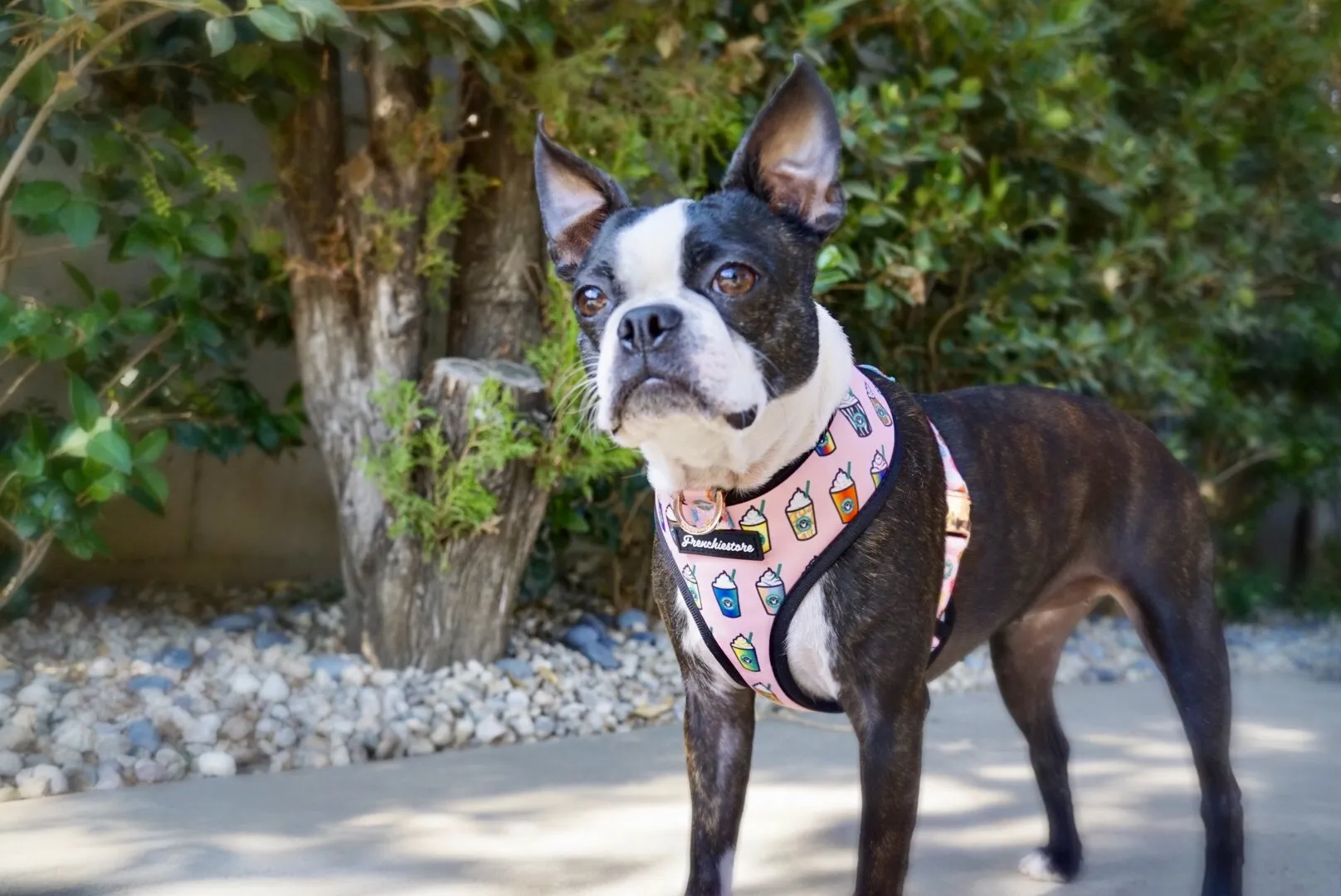 Frenchiestore Reversible Dog Health Harness | Pink StarPup