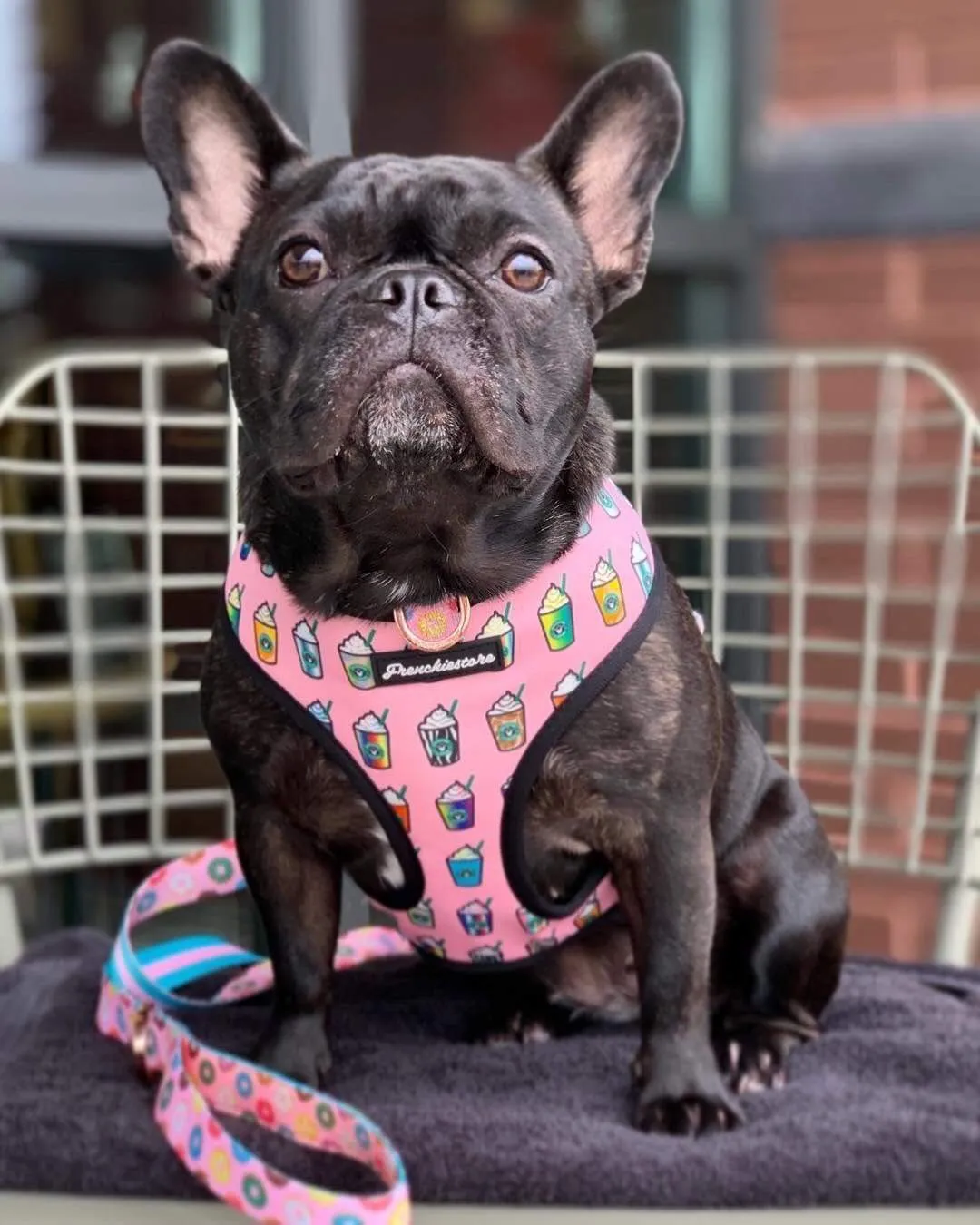 Frenchiestore Reversible Dog Health Harness | Pink StarPup