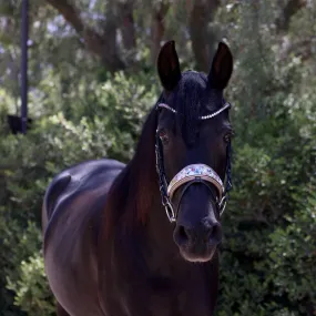 Limited Edition Monet Snaffle Bridle